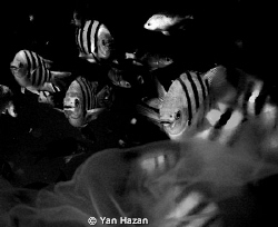 sargents by Yan Hazan 